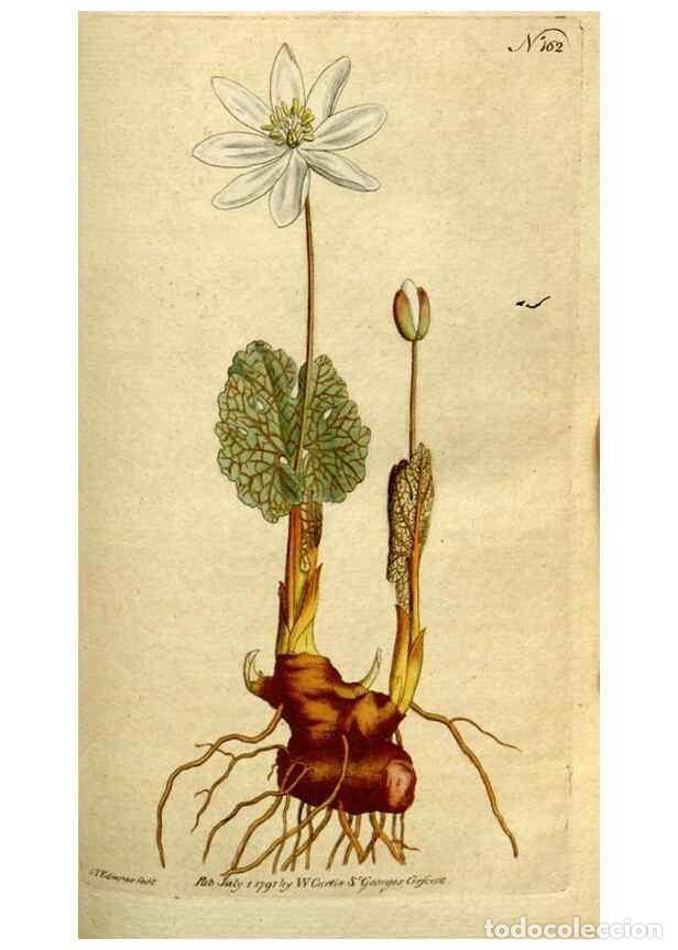 Coleccionismo de Revistas y Peri&oacute;dicos: Reproducci&oacute;n/Reproduction 8560593208: The Botanical magazine, or, Flower-garden displayed ... /. [S.