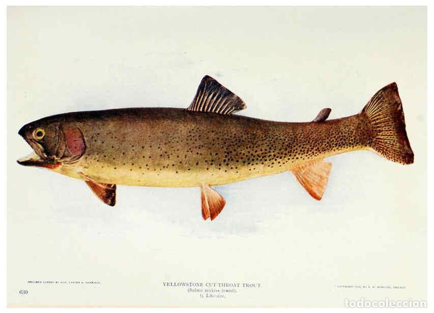 Coleccionismo de Revistas y Peri&oacute;dicos: Reproducci&oacute;n/Reproduction 6276413847: Nature neighbors. v.5. Chicago,American Audobon association[c1