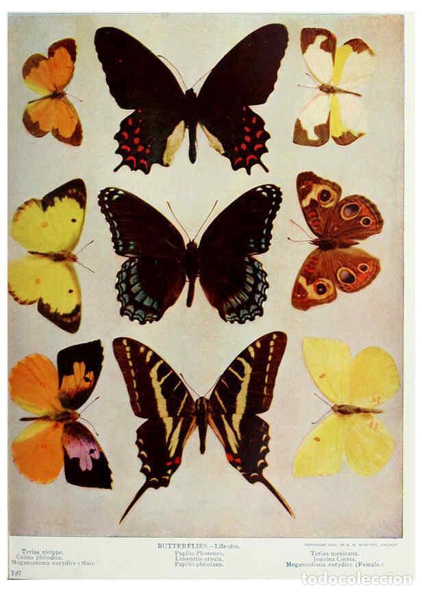 Coleccionismo de Revistas y Peri&oacute;dicos: Reproducci&oacute;n/Reproduction 6276930514: Nature neighbors. v.5. Chicago,American Audobon association[c1