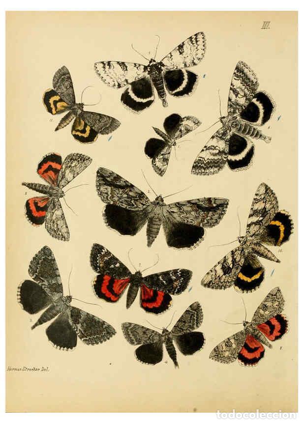 Coleccionismo de Revistas y Peri&oacute;dicos: Reproducci&oacute;n/Reproduction 6276293997: Lepidoptera, rhopaloceres and heteroceres, indigenous and exot