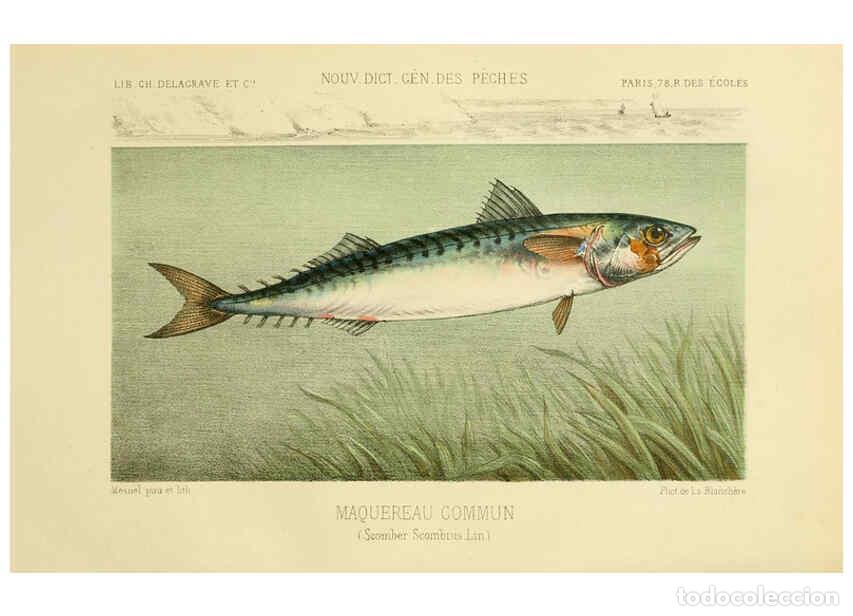 Coleccionismo de Revistas y Peri&oacute;dicos: Reproducci&oacute;n/Reproduction 6267237222: La P&ecirc;che et les poissons Paris :C. Delagrave et cie,1868 - Hen