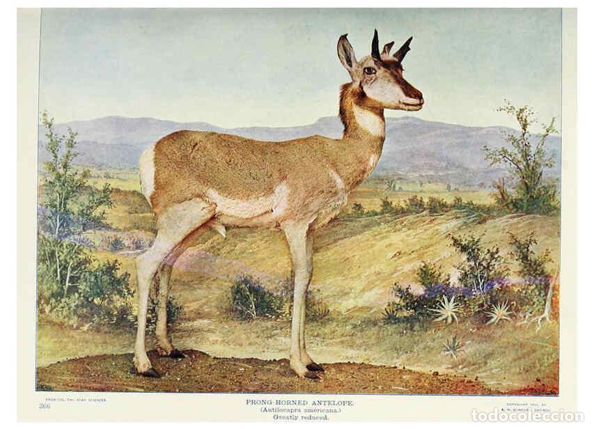 Coleccionismo de Revistas y Peri&oacute;dicos: Reproducci&oacute;n/Reproduction 6276938216: Nature neighbors. v.5. Chicago,American Audobon association[c1