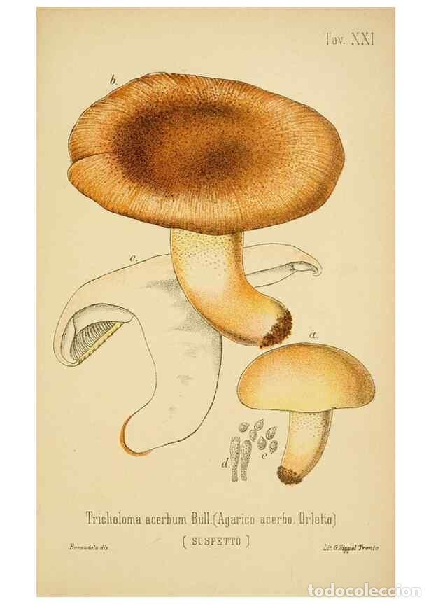 Coleccionismo de Revistas y Peri&oacute;dicos: Reproducci&oacute;n/Reproduction 8573776049: I funghi mangerecci e velenosi dell'Europa media,. Trento,G. Z