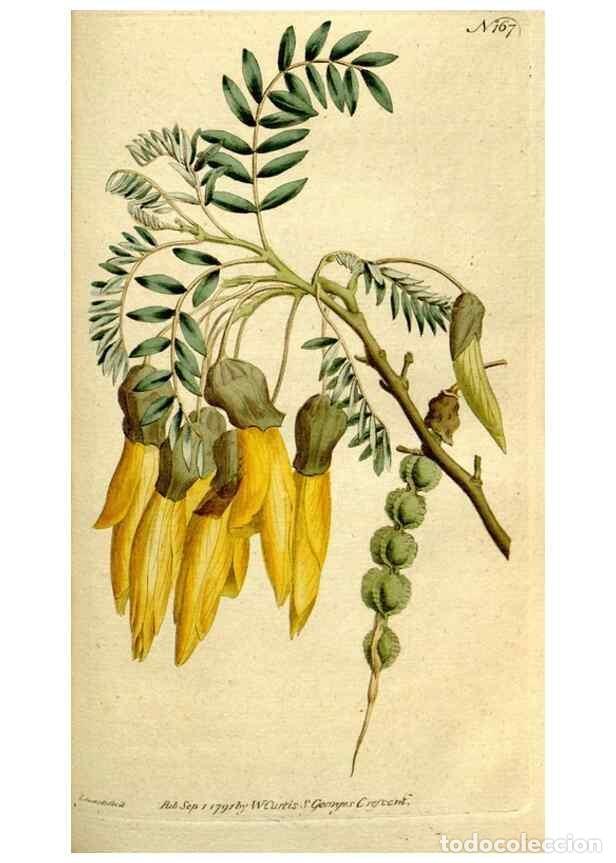 Coleccionismo de Revistas y Peri&oacute;dicos: Reproducci&oacute;n/Reproduction 8560596360: The Botanical magazine, or, Flower-garden displayed ... /. [S.