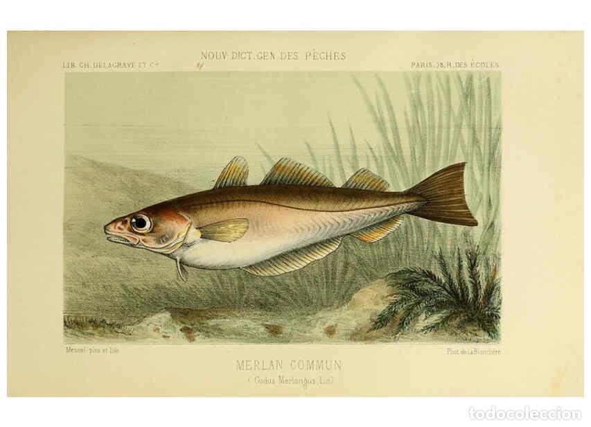 Coleccionismo de Revistas y Peri&oacute;dicos: Reproducci&oacute;n/Reproduction 6266710875: La P&ecirc;che et les poissons Paris :C. Delagrave et cie,1868 - Hen