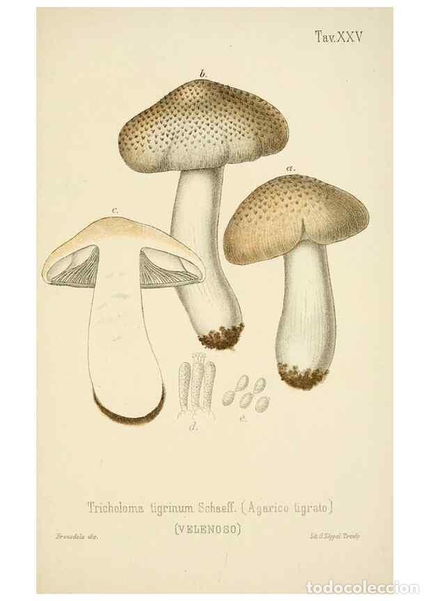 Coleccionismo de Revistas y Peri&oacute;dicos: Reproducci&oacute;n/Reproduction 8573777531: I funghi mangerecci e velenosi dell'Europa media,. Trento,G. Z