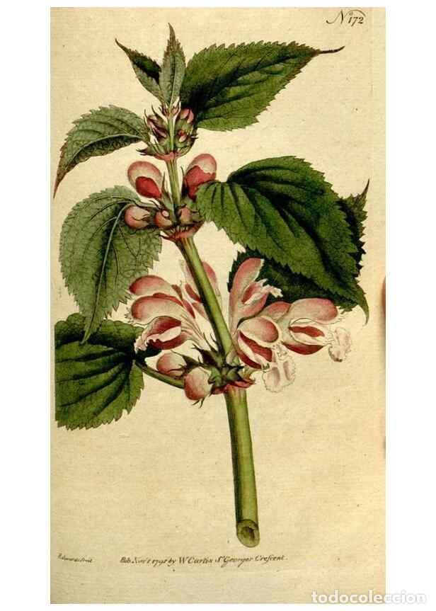 Coleccionismo de Revistas y Peri&oacute;dicos: Reproducci&oacute;n/Reproduction 8559490773: The Botanical magazine, or, Flower-garden displayed ... /. [S.