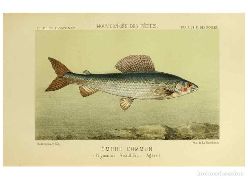 Coleccionismo de Revistas y Peri&oacute;dicos: Reproducci&oacute;n/Reproduction 6267238378: La P&ecirc;che et les poissons Paris :C. Delagrave et cie,1868 - Hen