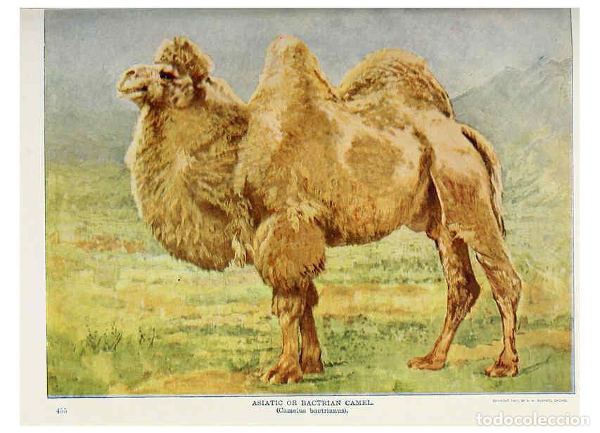 Coleccionismo de Revistas y Peri&oacute;dicos: Reproducci&oacute;n/Reproduction 6276420621: Nature neighbors. v.5. Chicago,American Audobon association[c1