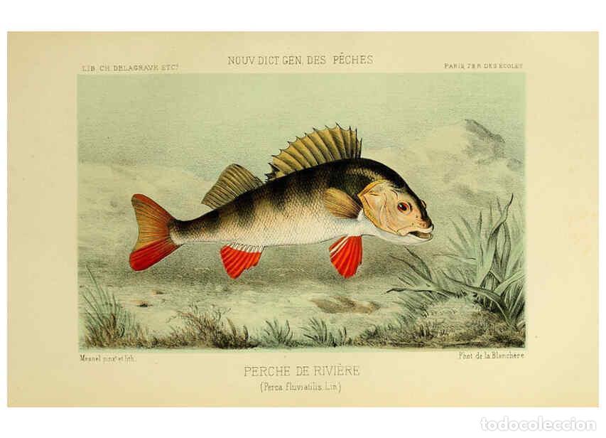 Coleccionismo de Revistas y Peri&oacute;dicos: Reproducci&oacute;n/Reproduction 6266712515: La P&ecirc;che et les poissons Paris :C. Delagrave et cie,1868 - Hen