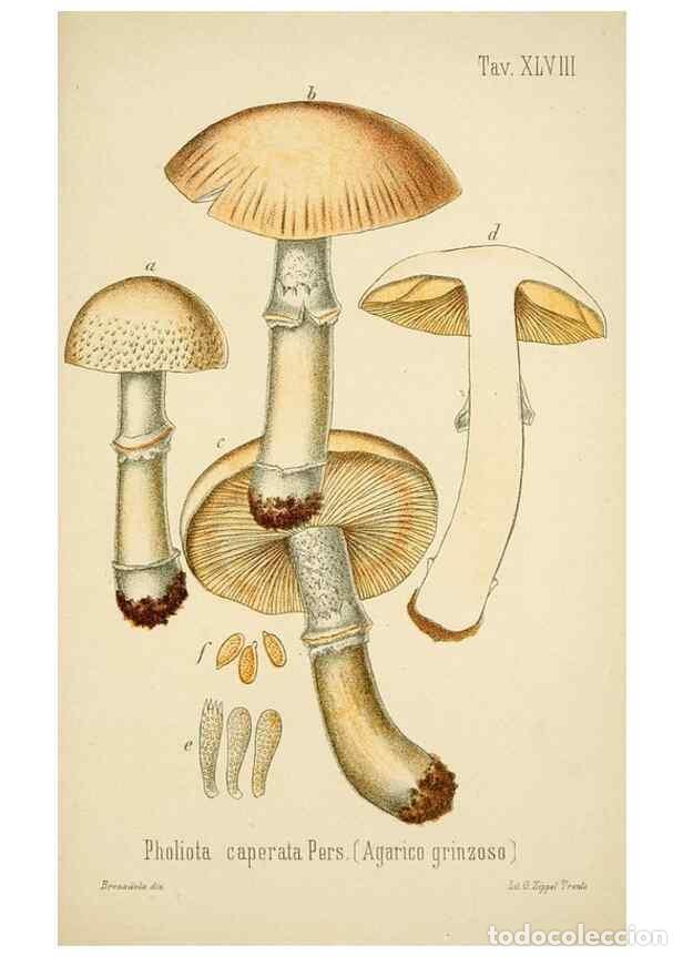 Coleccionismo de Revistas y Peri&oacute;dicos: Reproducci&oacute;n/Reproduction 8573785165: I funghi mangerecci e velenosi dell'Europa media,. Trento,G. Z