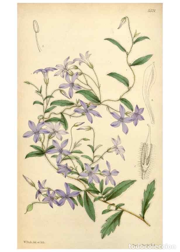 Coleccionismo de Revistas y Peri&oacute;dicos: Reproducci&oacute;n/Reproduction 8569815228: Curtis's botanical magazine.. London ;New York [etc.] :Academi