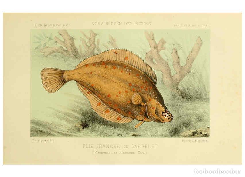 Coleccionismo de Revistas y Peri&oacute;dicos: Reproducci&oacute;n/Reproduction 6267239240: La P&ecirc;che et les poissons Paris :C. Delagrave et cie,1868 - Hen