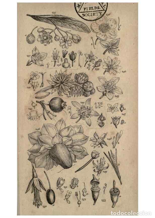 Colecionismo de Revistas e Jornais: Reproducci&oacute;n/Reproduction 8447408731: A grammar of botany,. London,Longman,1821. - Smith, James Edwa