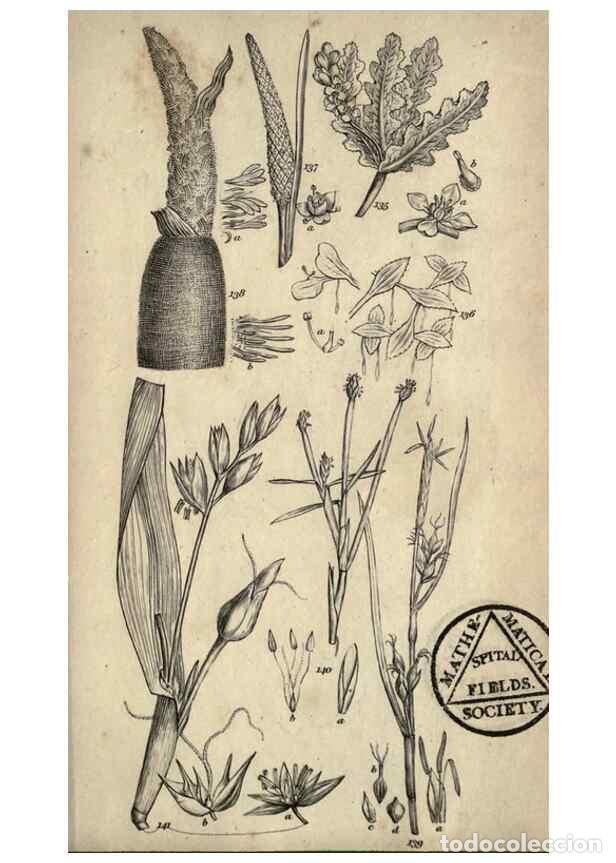 Coleccionismo de Revistas y Peri&oacute;dicos: Reproducci&oacute;n/Reproduction 8448492720: A grammar of botany,. London,Longman,1821. - Smith, James Edwa