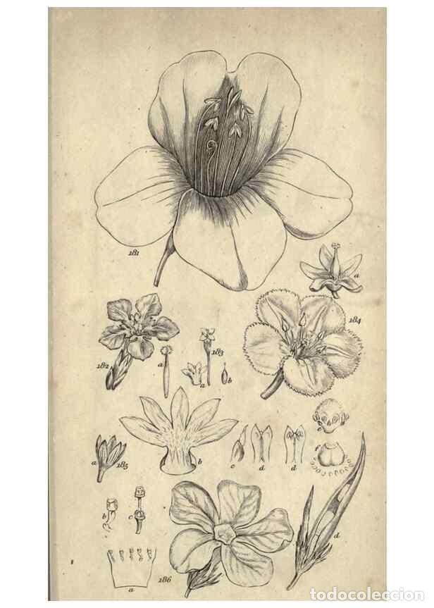 Colecionismo de Revistas e Jornais: Reproducci&oacute;n/Reproduction 8448495594: A grammar of botany,. London,Longman,1821. - Smith, James Edwa