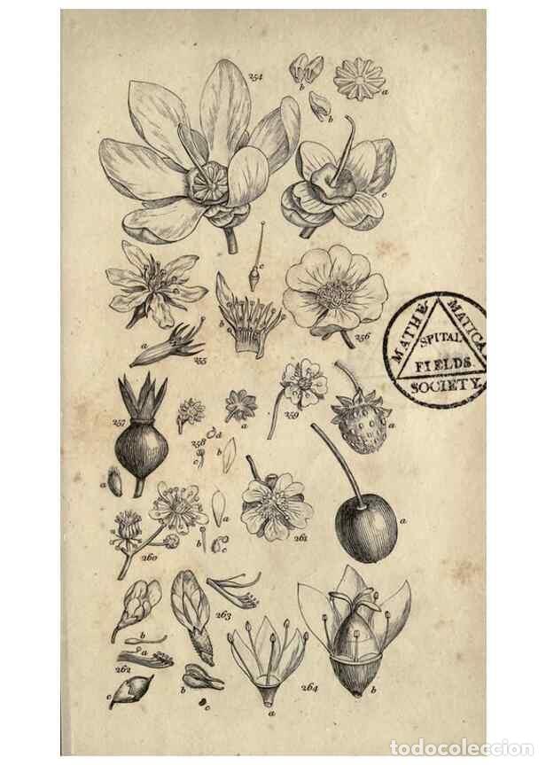 Sammeln von Zeitschriften und Zeitungen: Reproducci&oacute;n/Reproduction 8448498336: A grammar of botany,. London,Longman,1821. - Smith, James Edwa