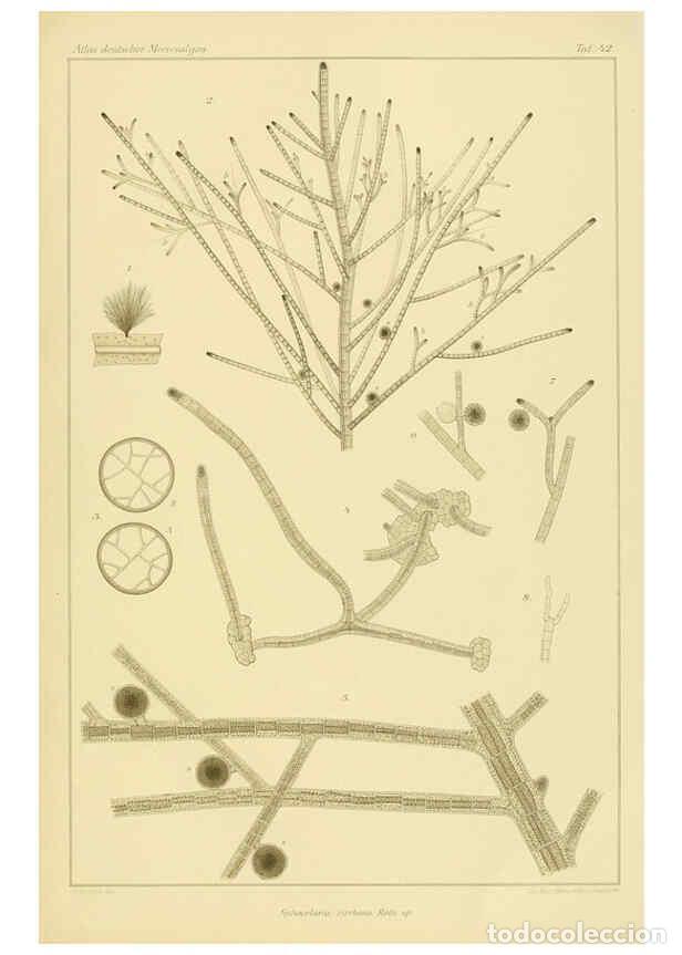 Sammeln von Zeitschriften und Zeitungen: Reproducci&oacute;n/Reproduction 6358289727: Atlas deutscher Meeresalgen Berlin :P. Parey,1889-1892 - Johan