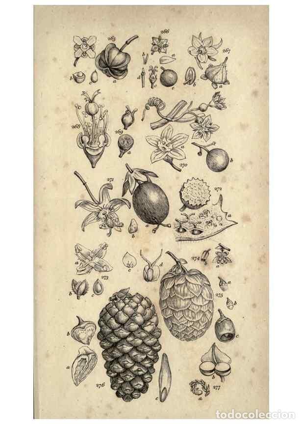 Collection Magazines and Newspapers: Reproducci&oacute;n/Reproduction 8448499206: A grammar of botany,. London,Longman,1821. - Smith, James Edwa