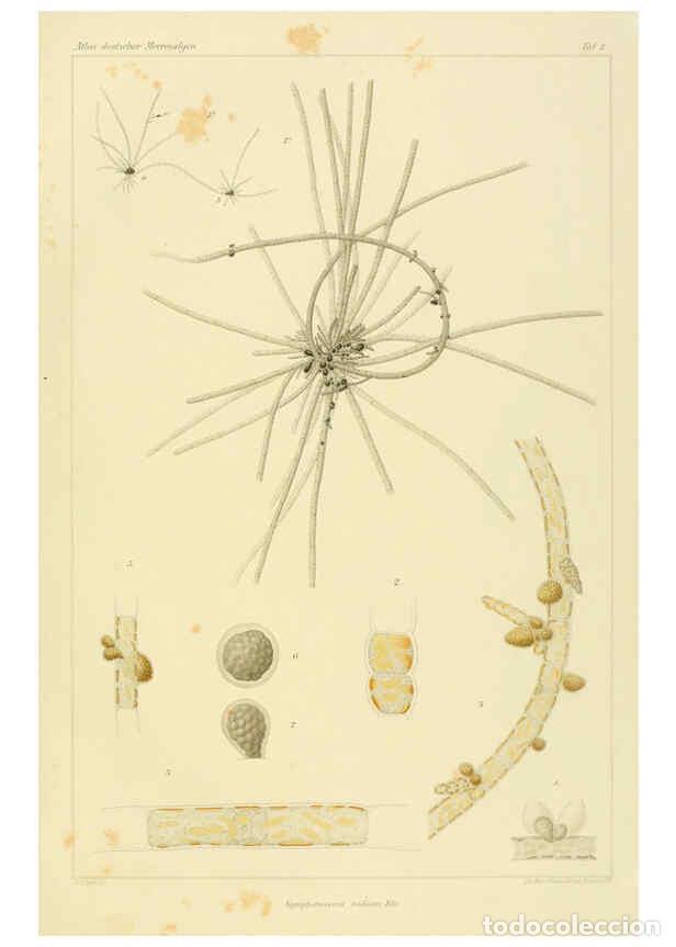 Colecionismo de Revistas e Jornais: Reproducci&oacute;n/Reproduction 6358280793: Atlas deutscher Meeresalgen Berlin :P. Parey,1889-1892 - Johan
