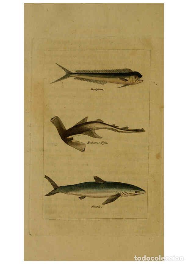 Colecionismo de Revistas e Jornais: Reproducci&oacute;n/Reproduction 6298706609: Natural history of birds, fish, insects, and reptiles London,P