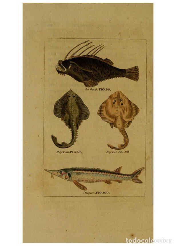 Colecionismo de Revistas e Jornais: Reproducci&oacute;n/Reproduction 6299240000: Natural history of birds, fish, insects, and reptiles London,P