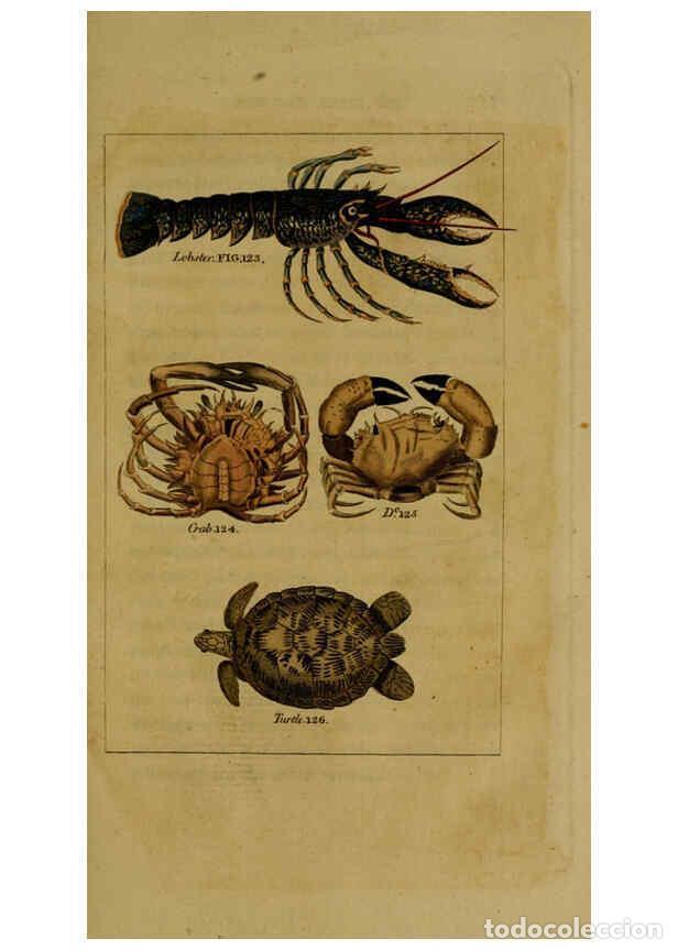 Sammeln von Zeitschriften und Zeitungen: Reproducci&oacute;n/Reproduction 6298708827: Natural history of birds, fish, insects, and reptiles London,P