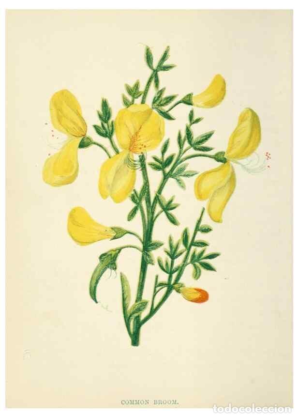 Collection Magazines and Newspapers: Reproducci&oacute;n/Reproduction 8512665579: Wild flowers.. London :Pott, Young & Co.,[1857] - Pratt, Anne,