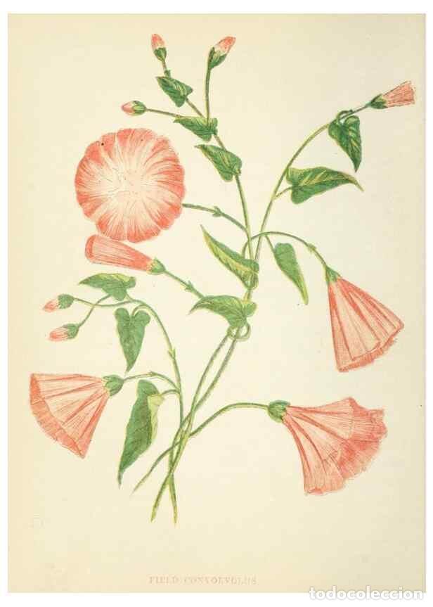 Collection Magazines and Newspapers: Reproducci&oacute;n/Reproduction 8512669045: Wild flowers.. London :Pott, Young & Co.,[1857] - Pratt, Anne,