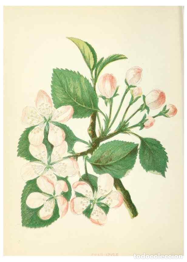 Colecionismo de Revistas e Jornais: Reproducci&oacute;n/Reproduction 8512672025: Wild flowers.. London :Pott, Young & Co.,[1857] - Pratt, Anne,