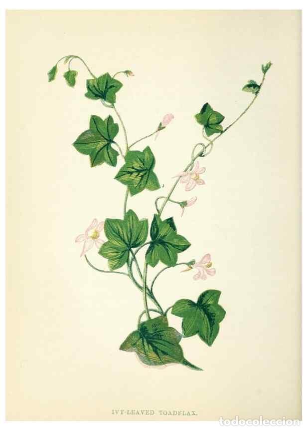 Sammeln von Zeitschriften und Zeitungen: Reproducci&oacute;n/Reproduction 8512673905: Wild flowers.. London :Pott, Young & Co.,[1857] - Pratt, Anne,