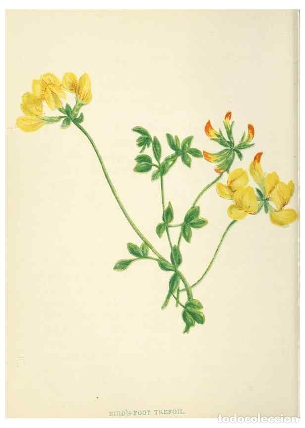 Sammeln von Zeitschriften und Zeitungen: Reproducci&oacute;n/Reproduction 8513776700: Wild flowers.. London :Pott, Young & Co.,[1857] - Pratt, Anne,