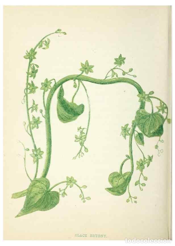 Colecionismo de Revistas e Jornais: Reproducci&oacute;n/Reproduction 8512688401: Wild flowers.. London :Pott, Young & Co.,[1857] - Pratt, Anne,
