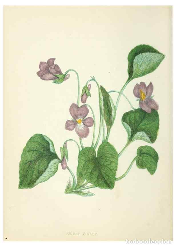 Colecionismo de Revistas e Jornais: Reproducci&oacute;n/Reproduction 8513780306: Wild flowers.. London :Pott, Young & Co.,[1857] - Pratt, Anne,