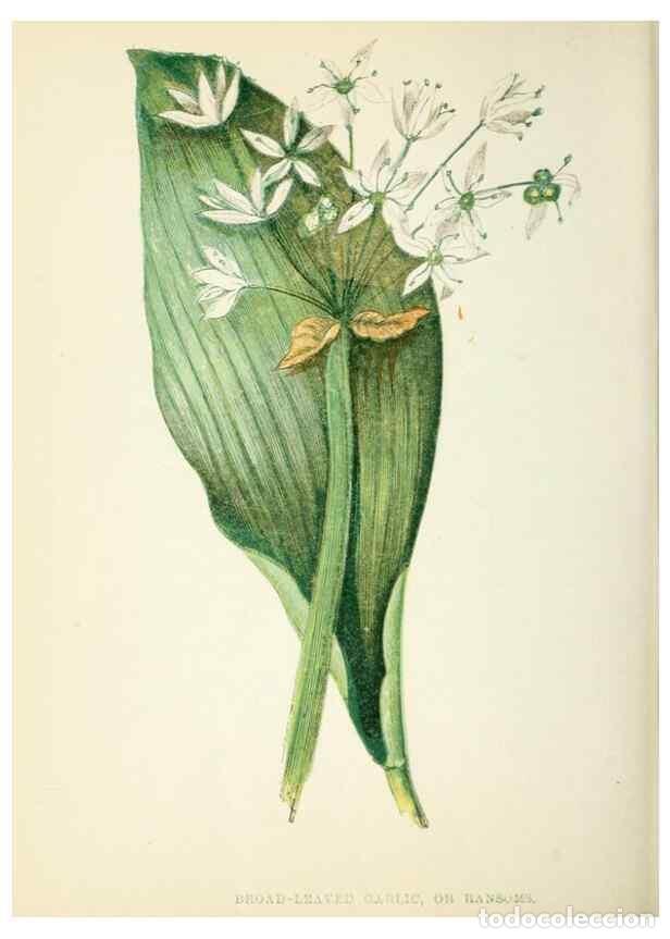 Sammeln von Zeitschriften und Zeitungen: Reproducci&oacute;n/Reproduction 8512692527: Wild flowers.. London :Pott, Young & Co.,[1857] - Pratt, Anne,