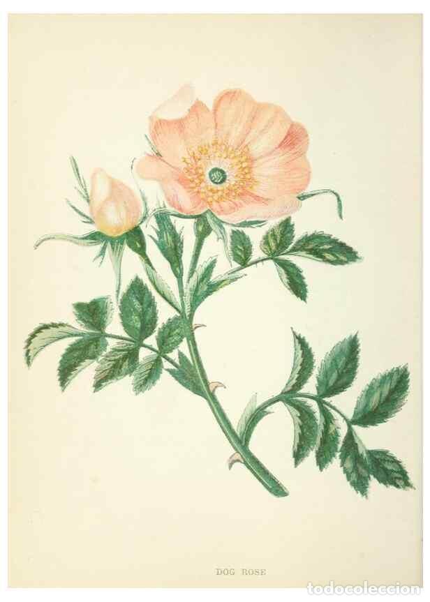 Colecionismo de Revistas e Jornais: Reproducci&oacute;n/Reproduction 8513782772: Wild flowers.. London :Pott, Young & Co.,[1857] - Pratt, Anne,