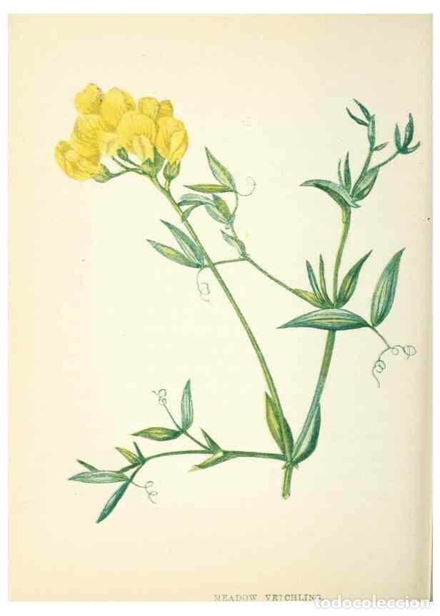 Collection Magazines and Newspapers: Reproducci&oacute;n/Reproduction 8512697251: Wild flowers.. London :Pott, Young & Co.,[1857] - Pratt, Anne,