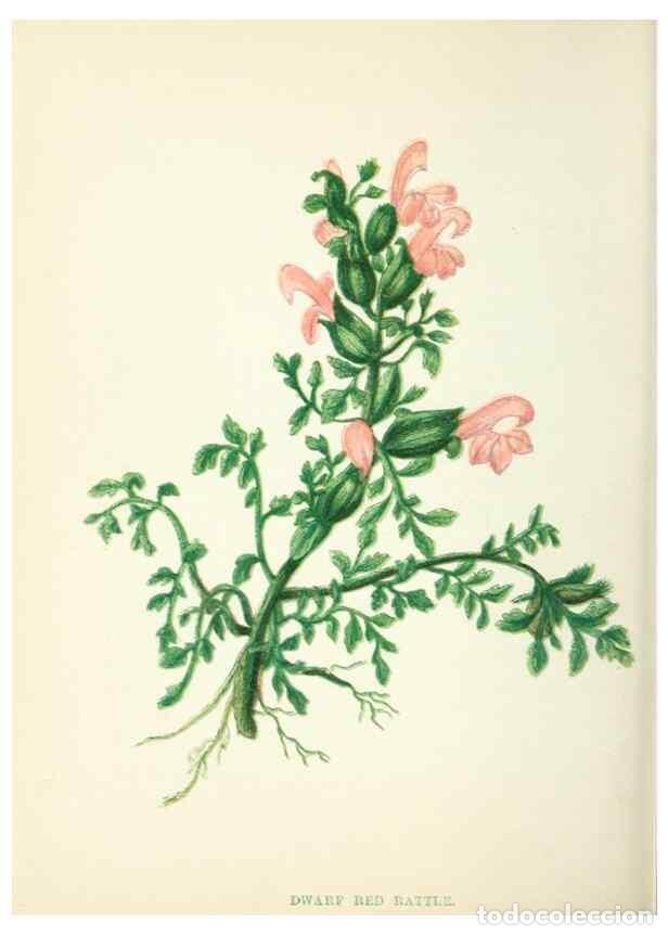 Colecionismo de Revistas e Jornais: Reproducci&oacute;n/Reproduction 8513795142: Wild flowers.. London :Pott, Young & Co.,[1857] - Pratt, Anne,