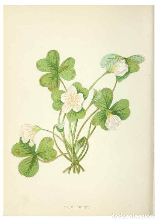 Colecionismo de Revistas e Jornais: Reproducci&oacute;n/Reproduction 8512676949: Wild flowers.. London :Pott, Young & Co.,[1857] - Pratt, Anne,