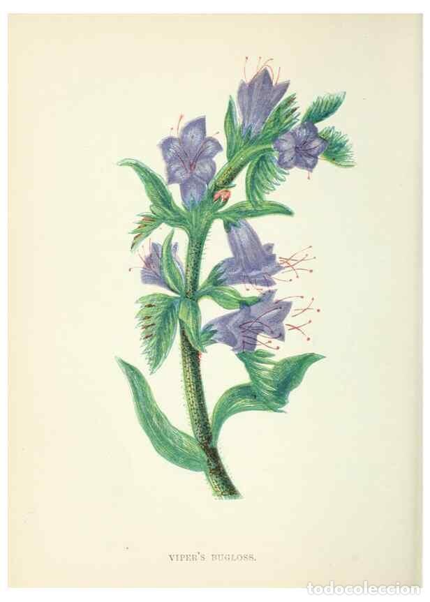 Sammeln von Zeitschriften und Zeitungen: Reproducci&oacute;n/Reproduction 8513788938: Wild flowers.. London :Pott, Young & Co.,[1857] - Pratt, Anne,