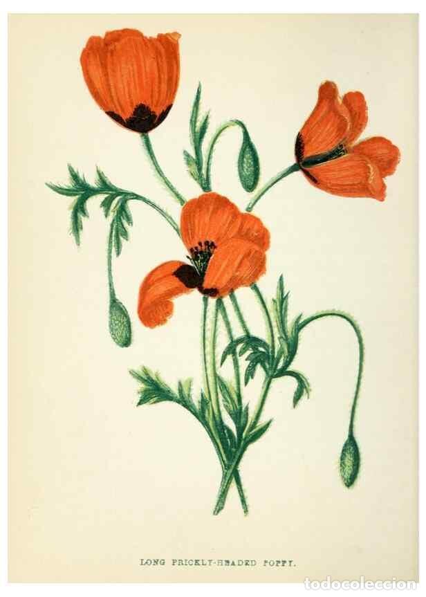 Sammeln von Zeitschriften und Zeitungen: Reproducci&oacute;n/Reproduction 8513784848: Wild flowers.. London :Pott, Young & Co.,[1857] - Pratt, Anne,
