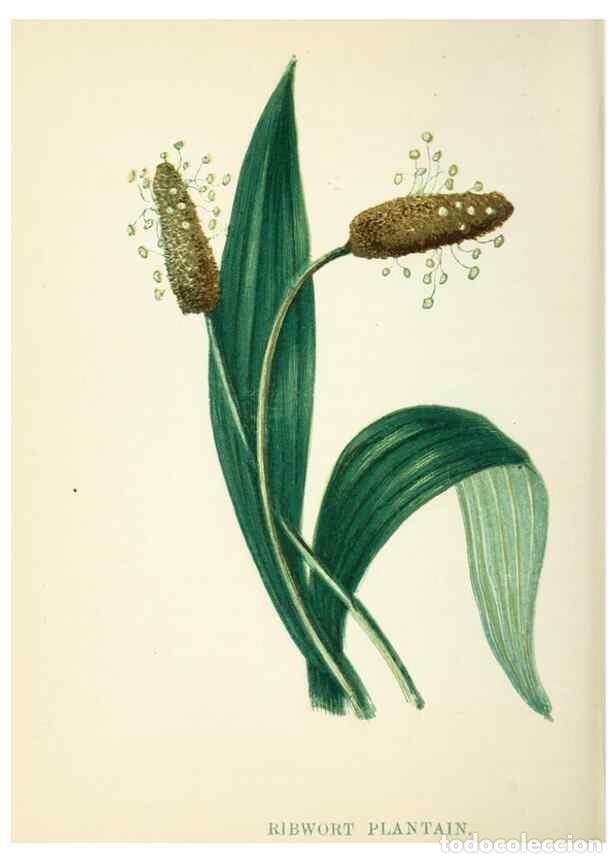 Sammeln von Zeitschriften und Zeitungen: Reproducci&oacute;n/Reproduction 8512689911: Wild flowers.. London :Pott, Young & Co.,[1857] - Pratt, Anne,