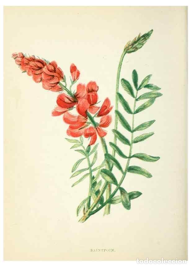 Collezionismo di Riviste e Giornali: Reproducci&oacute;n/Reproduction 8513803282: Wild flowers.. London :Pott, Young & Co.,[1857] - Pratt, Anne,