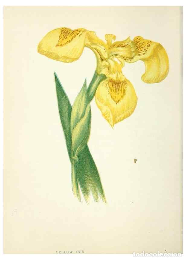 Colecionismo de Revistas e Jornais: Reproducci&oacute;n/Reproduction 8512697671: Wild flowers.. London :Pott, Young & Co.,[1857] - Pratt, Anne,