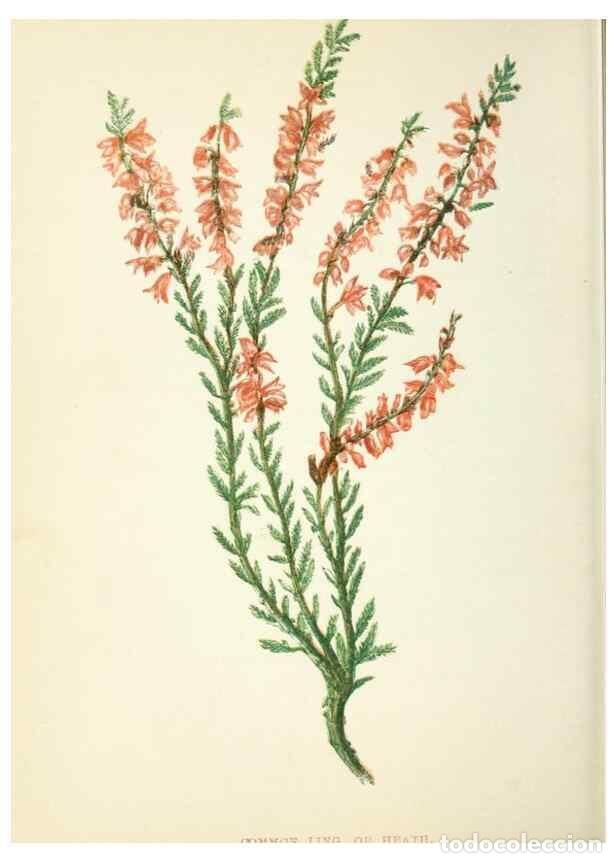 Collezionismo di Riviste e Giornali: Reproducci&oacute;n/Reproduction 8513794778: Wild flowers.. London :Pott, Young & Co.,[1857] - Pratt, Anne,