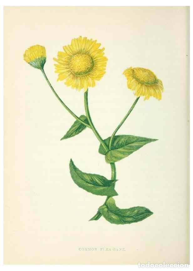 Colecionismo de Revistas e Jornais: Reproducci&oacute;n/Reproduction 8513787582: Wild flowers.. London :Pott, Young & Co.,[1857] - Pratt, Anne,