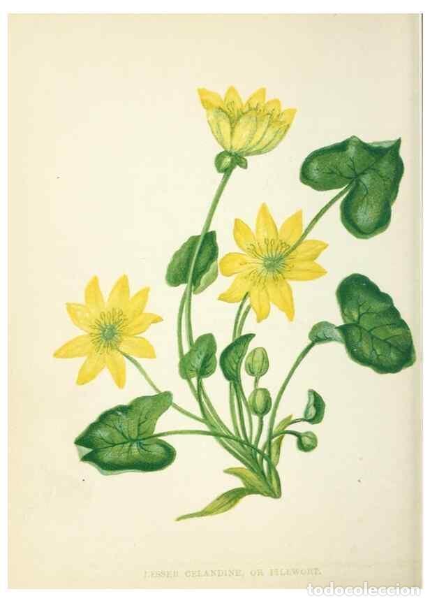 Collection Magazines and Newspapers: Reproducci&oacute;n/Reproduction 8513790106: Wild flowers.. London :Pott, Young & Co.,[1857] - Pratt, Anne,