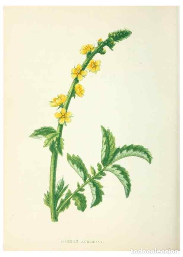 Collection Magazines and Newspapers: Reproducci&oacute;n/Reproduction 8512682879: Wild flowers.. London :Pott, Young & Co.,[1857] - Pratt, Anne,