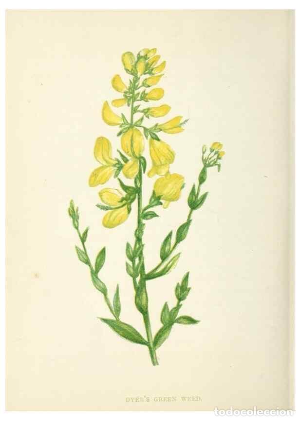 Colecionismo de Revistas e Jornais: Reproducci&oacute;n/Reproduction 8512710665: Wild flowers.. London :Pott, Young & Co.,[1857] - Pratt, Anne,