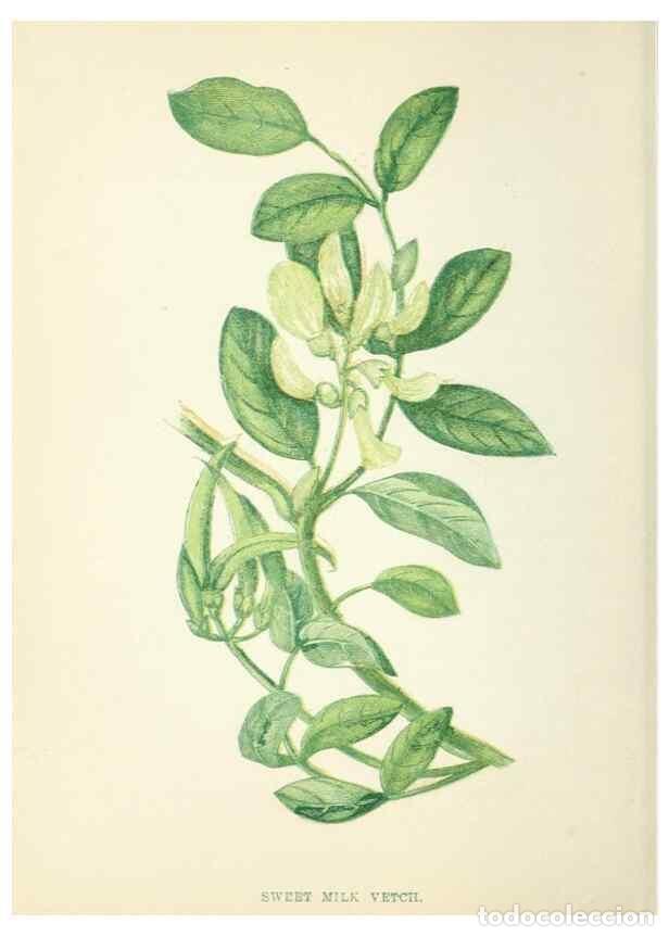 Sammeln von Zeitschriften und Zeitungen: Reproducci&oacute;n/Reproduction 8513812870: Wild flowers.. London :Pott, Young & Co.,[1857] - Pratt, Anne,